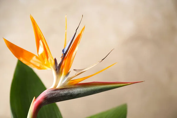 Pássaro Paraíso Flores Tropicais Fundo Bege Close Espaço Para Texto — Fotografia de Stock