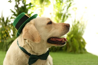 Labrador av köpeği, leprikon şapkalı ve papyonlu, yakın plan. Aziz Patrick Günü