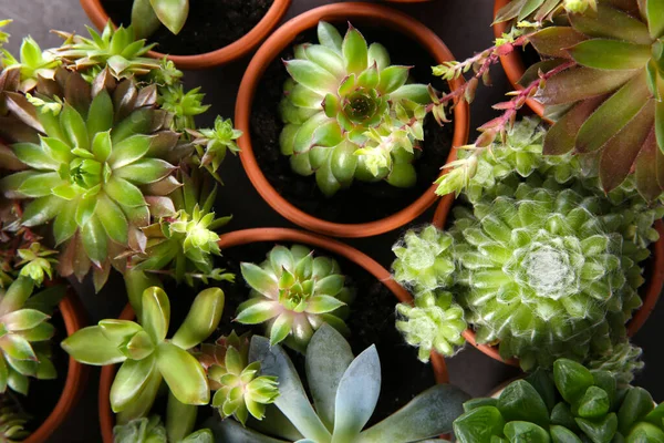 Nombreuses Écheverias Différentes Sur Table Plat Belles Plantes Succulentes — Photo