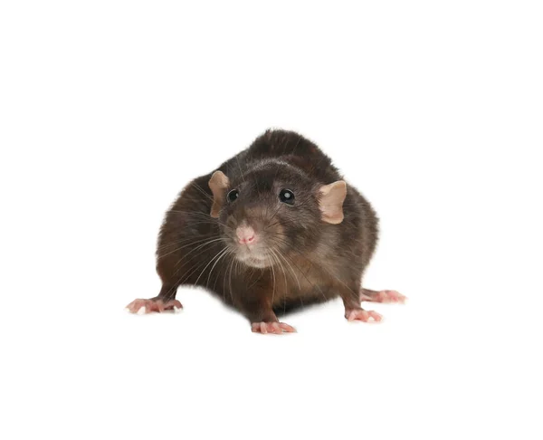 Kleine Bruine Rat Witte Achtergrond Bestrijding Van Plagen — Stockfoto