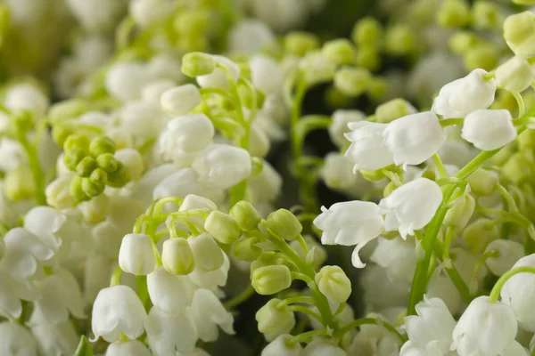 Vacker Lilja Dalen Blommor Svart Bakgrund Närbild — Stockfoto