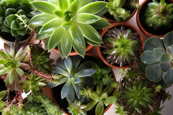 Muitas Echeverias Diferentes Sobre Fundo Branco Flat Lay Belas Plantas — Fotografia de Stock