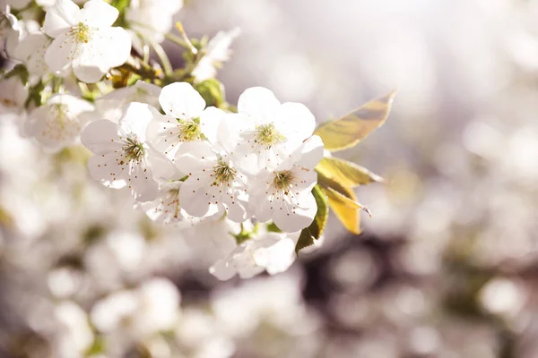 Widok Bliska Piękne Kwitnące Drzewo Słoneczny Wiosenny Dzień Zewnątrz — Zdjęcie stockowe
