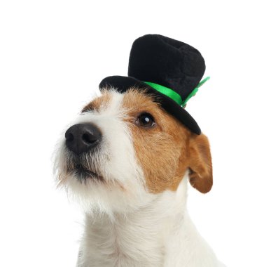 Beyaz arka planda cüce şapkalı Jack Russell Terrier. Aziz Patrick Günü