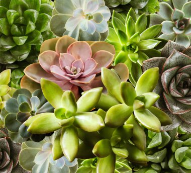 Arkaplan ve üst görünüm olarak farklı güzel sulular