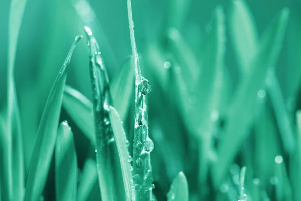 Bujna Trawa Kroplami Wody Rozmytym Tle Zbliżenie Toned Kolorze Zielonym — Zdjęcie stockowe