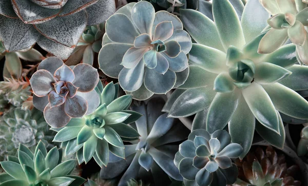 Different Beautiful Succulents Background Top View — Stock Photo, Image