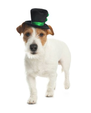 Beyaz arka planda cüce şapkalı Jack Russell Terrier. Aziz Patrick Günü