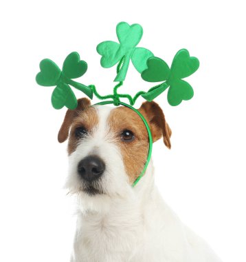 Yoncalı Jack Russell Terrier beyaz arka planda saç bandı bırakıyor. Aziz Patrick Günü