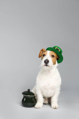 Jack Russell Terrier 'in açık gri arka planda cüce şapkası ve esrarı var. Aziz Patrick Günü