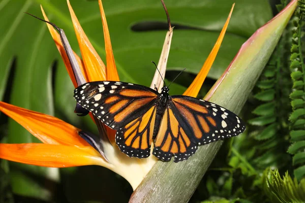 Bella Farfalla Monarca Sul Fiore Giardino — Foto Stock