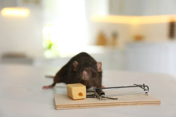 Ratten Muizenvallen Met Kaas Binnen Bestrijding Van Plagen — Stockfoto