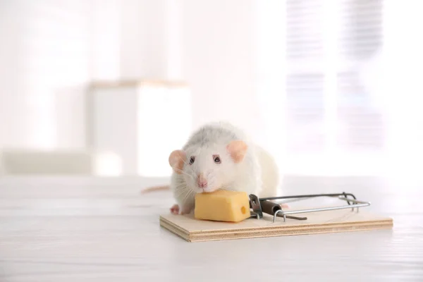 Rat Mousetrap Cheese Indoors Pest Control — Stock Photo, Image