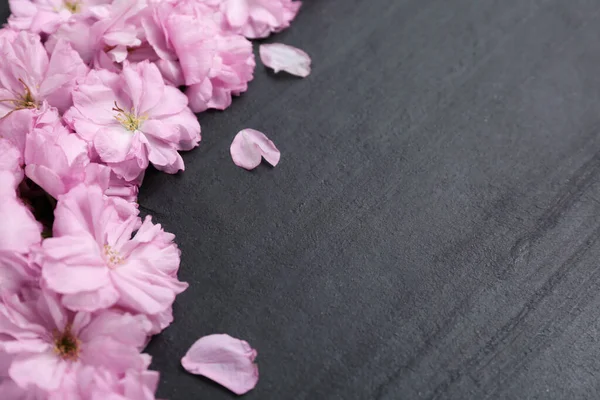 Prachtige Sakura Bloesem Leisteen Achtergrond Ruimte Voor Tekst Japanse Kers — Stockfoto