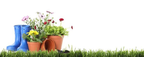 Flores Vaso Ferramentas Jardinagem Grama Verde Contra Fundo Branco Espaço — Fotografia de Stock