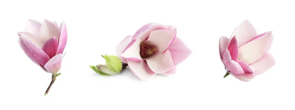 Комплект Красивыми Цветами Магнолии Белом Фоне Дизайн Баннера Весенний Цветок — стоковое фото