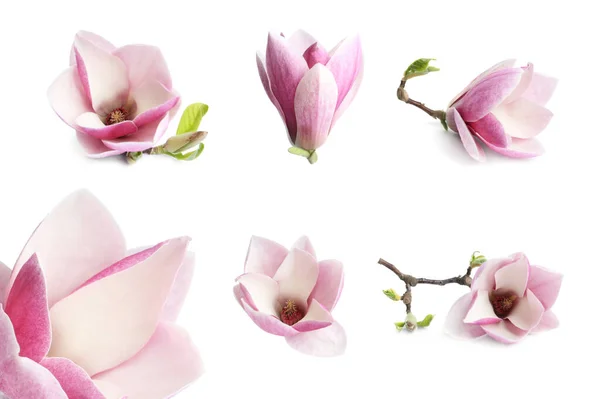 Комплект Красивыми Цветами Магнолии Белом Фоне Весенний Цветок — стоковое фото
