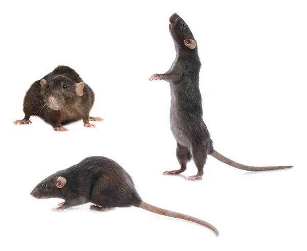 Set Van Schattige Kleine Ratten Witte Achtergrond — Stockfoto