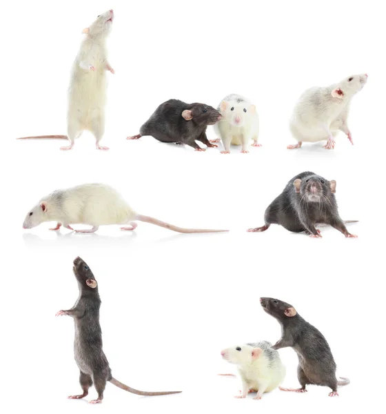 Set Cute Little Rats White Background — Stock Photo, Image