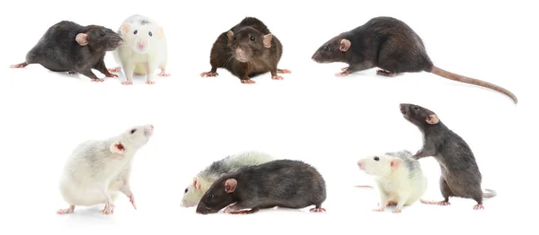 Set Cute Little Rats White Background Banner Design — Stock Photo, Image