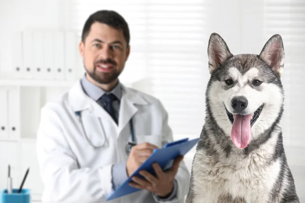 Netter Alaska Malamute Hund Und Reifer Tierarzt Büro — Stockfoto