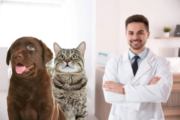 Netter Welpe Mit Katze Und Junger Tierärztin Büro — Stockfoto