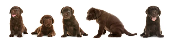 Sada Štěňat Chocolate Labrador Retrívra Bílém Pozadí Návrh Nápisu — Stock fotografie