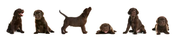 チョコレートラブラドールのセット白い背景に子犬を取得します バナーデザイン — ストック写真