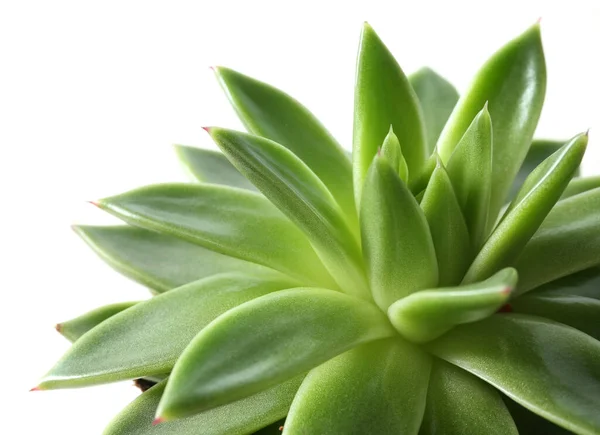 Bella Eco Sfondo Bianco Primo Piano Pianta Succulenta — Foto Stock