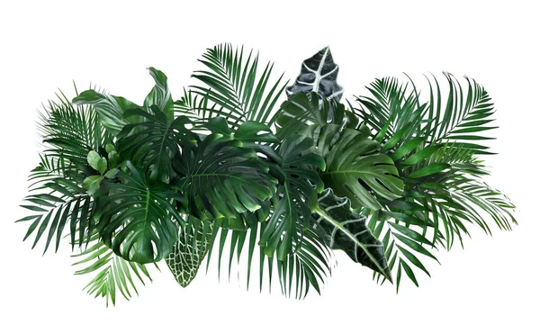 Different Fresh Tropical Leaves White Background Banner Design — Stock Photo, Image