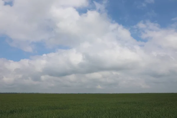 Сельскохозяйственное Поле Созревающей Зерновой Культурой Облачным Небом — стоковое фото