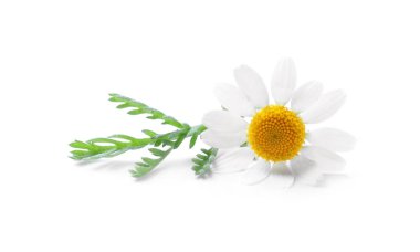 Çiçek açan papatya çayı beyazda izole edilmiş. Güzel çiçek.