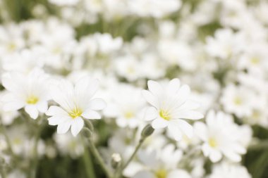 Güzel beyaz çayır köpüğü tarlasının yakın görüntüsü