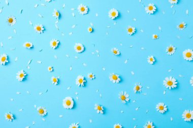 Düz kompozisyon, açık mavi arkaplanda taze papatyalar.