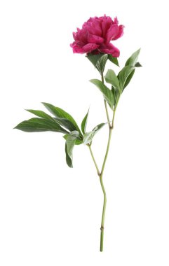 Güzel pembe şakayık çiçeği beyaz üzerine izole edilmiş