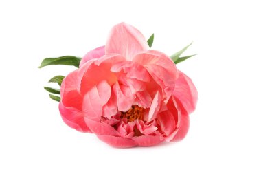 Güzel çiçek açan pembe şakayık beyazda izole edilmiş