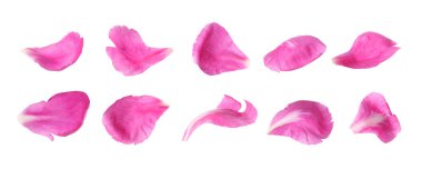 Beyaz arka planda taze şakayık yaprakları. Pankart tasarımı