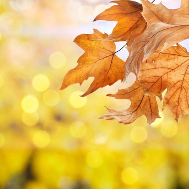 Güneşli bir günde güzel bir sonbahar havası, mesaj için uygun bir yer. Bokeh etkisi