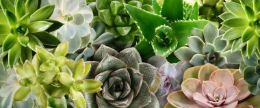 Different beautiful succulents as background, top view. Banner design clipart