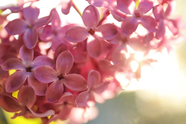 Vista Perto Bela Floração Arbusto Lilás Livre — Fotografia de Stock