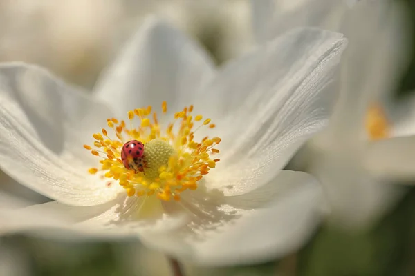 Piękny Kwitnący Japoński Anemon Biedronką Świeżym Powietrzu Wiosenny Dzień Zbliżenie — Zdjęcie stockowe