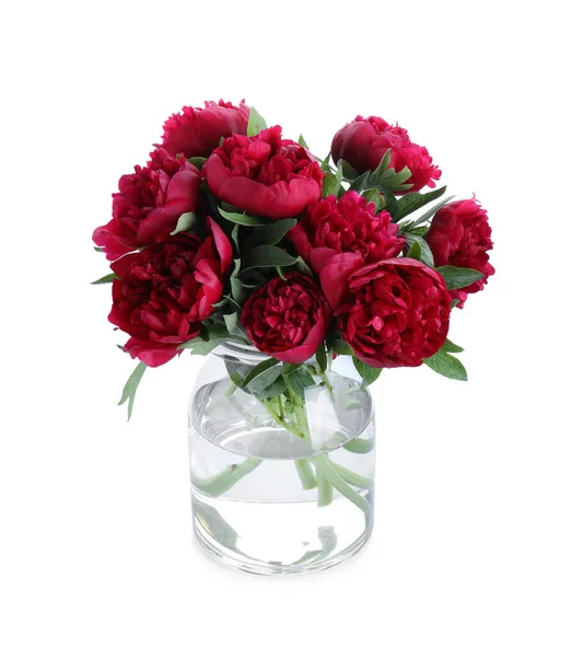 Bouquet Beautiful Red Peonies Glass Jar Isolated White — Stock Photo, Image