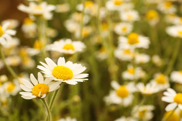 Lindas Flores Camomila Crescendo Campo Close — Fotografia de Stock