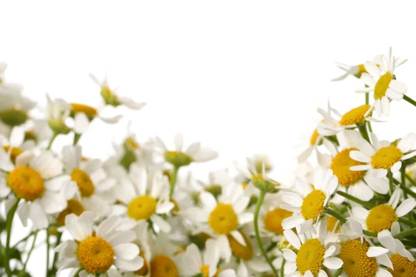 Viele Schöne Kamillen Auf Weißem Hintergrund Nahaufnahme — Stockfoto