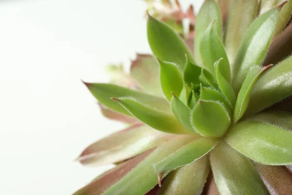 Belle Écheveria Sur Fond Blanc Gros Plan Plante Succulente — Photo