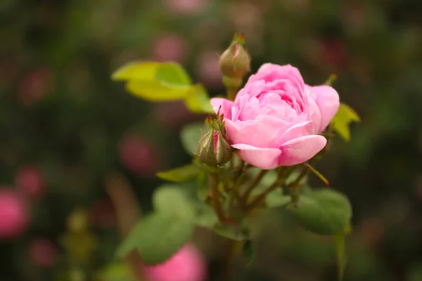 Closeup View Beautiful Blooming Pink Rose Bush Outdoors Space Text — Stock Photo, Image