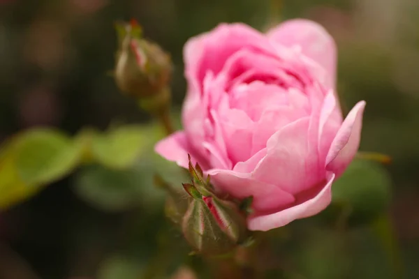 Closeup View Beautiful Blooming Pink Rose Bush Outdoors Space Text — Stock Photo, Image