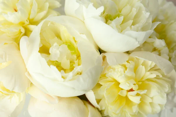 Крупним Планом Вид Красивих Білих Півоній Квітів — стокове фото