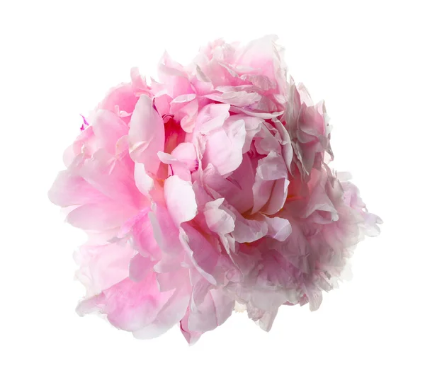 Красива Рожева Квітка Півонії Ізольована Білому — стокове фото