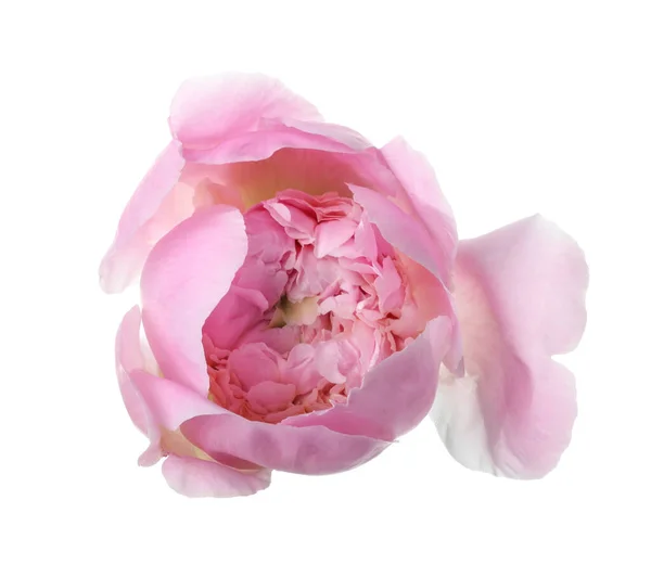 Vacker Rosa Pion Blomma Isolerad Vit — Stockfoto